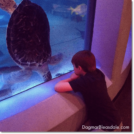 boy looking at sea turtle at Mystic Aquarium