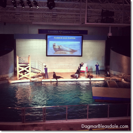 sea lion show at the Mystic Aquarium