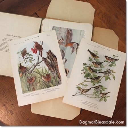 vintage bird prints