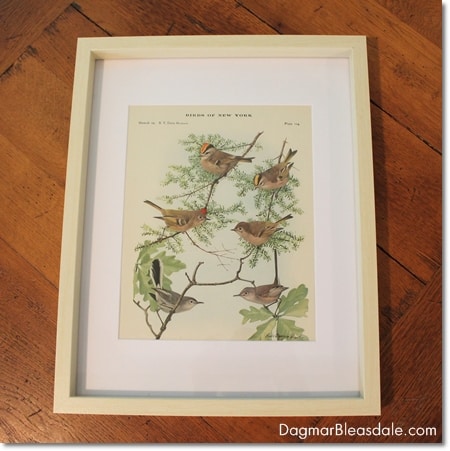 framed vintage bird print