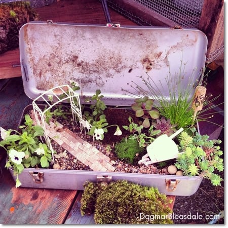 fairy garden with succulens in vintage metal box