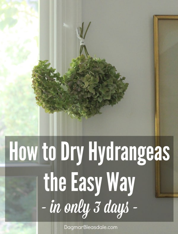 how to dry hydrangeas, DagmarBleasdale.com