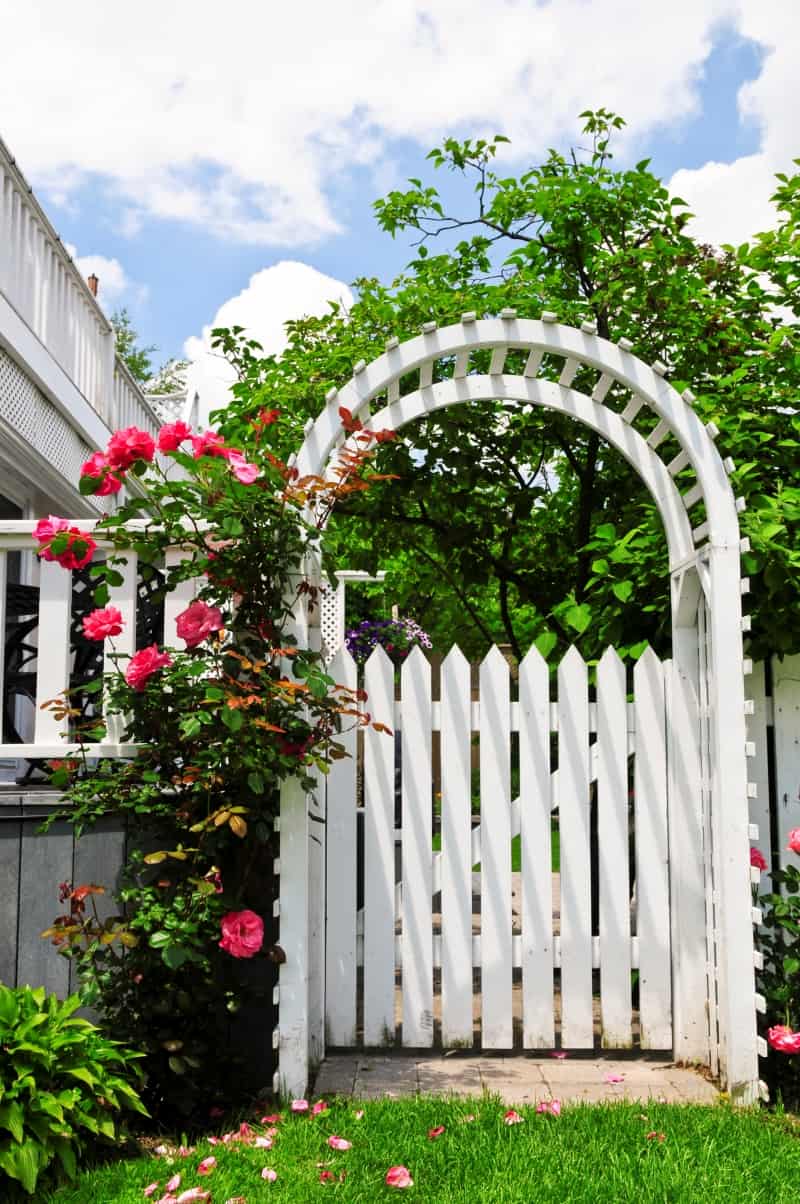 arbor with roses
