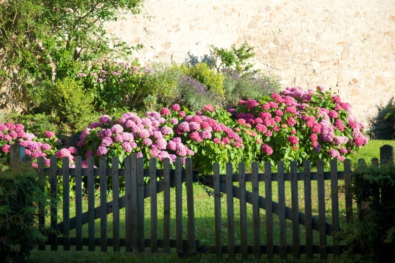 hydrangeas in cottage garden, fence