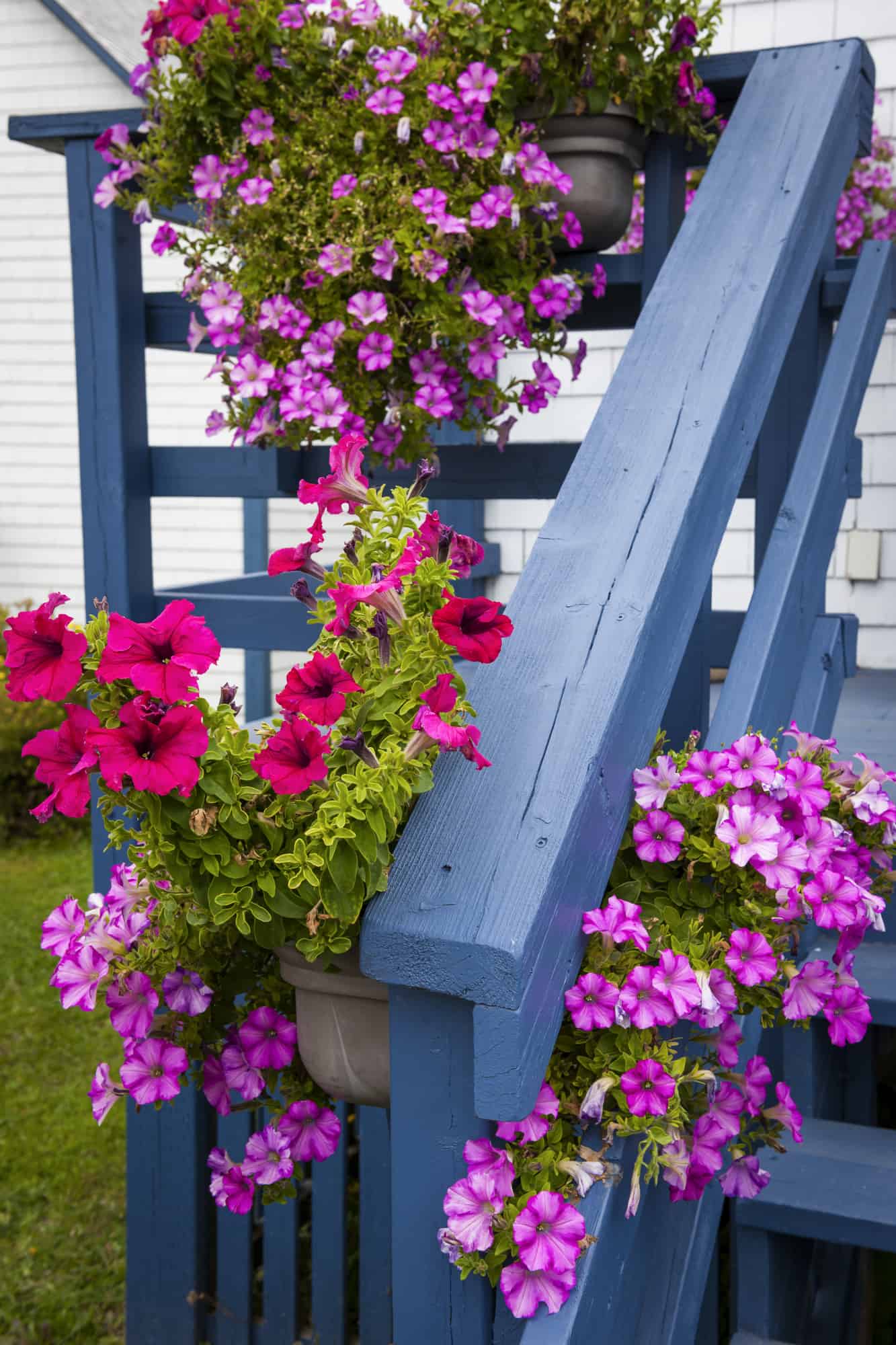 Petunias on blue porch